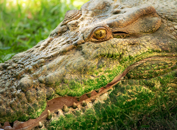 Croc in croc park